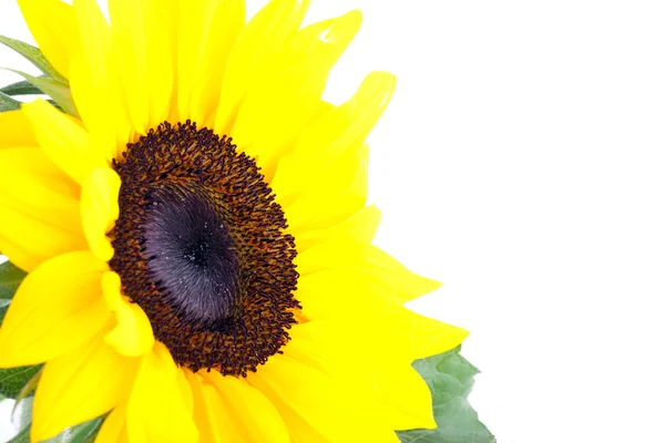 stock image Perfect Sunflower, completely isolated on white background