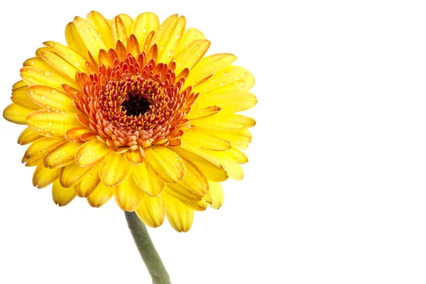 stock image Yellow gerber daisy