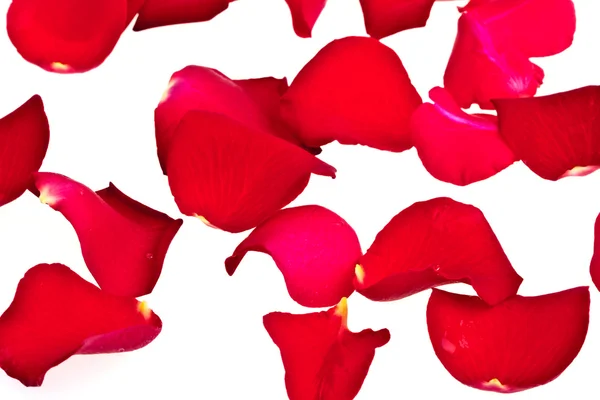 Petali di Rosa, completamente isolati su sfondo bianco — Foto Stock