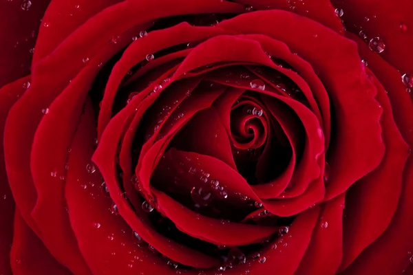 LOVE, dark red rose macro shot with wonderful dew drops — Stock Photo, Image