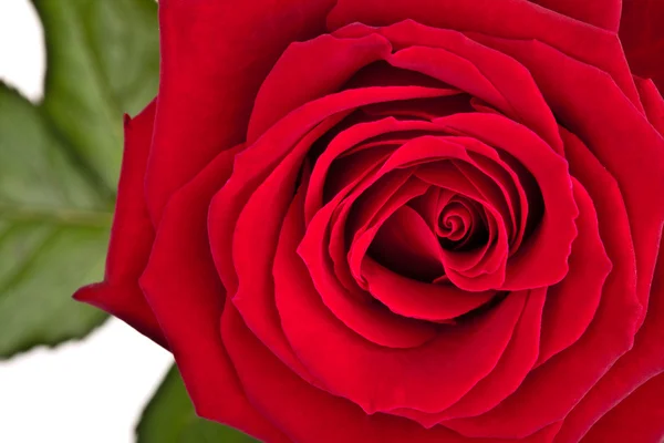 Růže červené se zelenými listy, zcela izolované na bílém — Stock fotografie