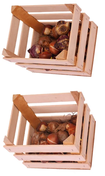 Ящики с цветочными луковицами — стоковое фото