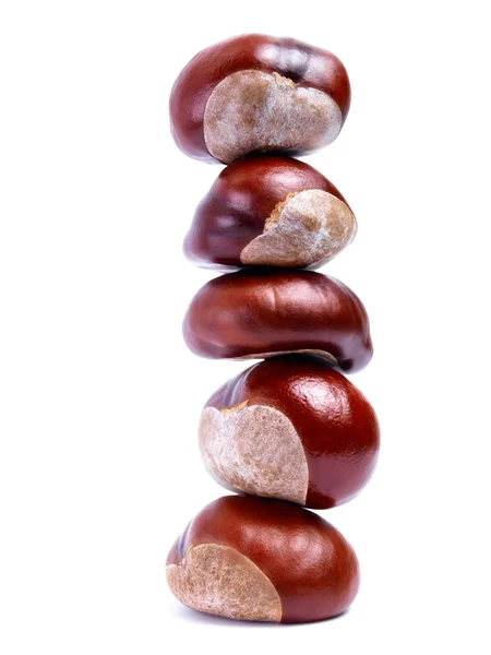 Chestnut tower — Stock Photo, Image