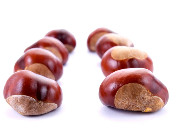 Chestnuts lines — Stock Photo, Image
