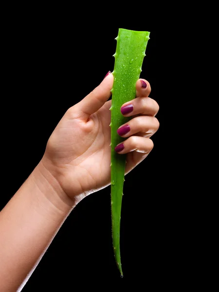 Aloe list — Stock fotografie
