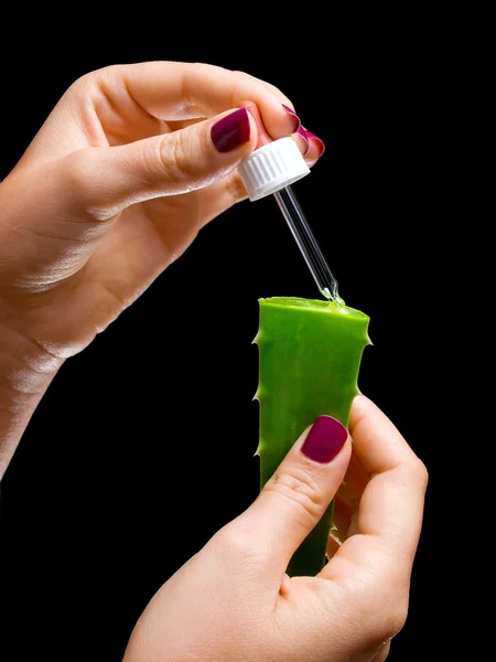 Aloe vera próbki — Zdjęcie stockowe