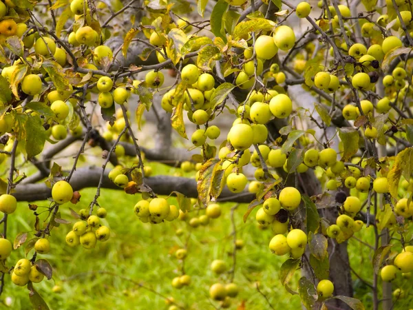 stock image Wild apples