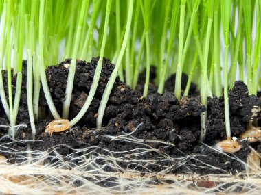 Closeup view of wheat germination in the soil. clipart