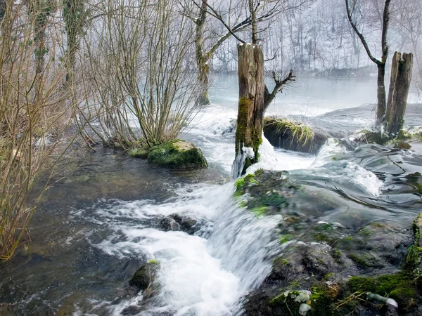 stock image Forest river