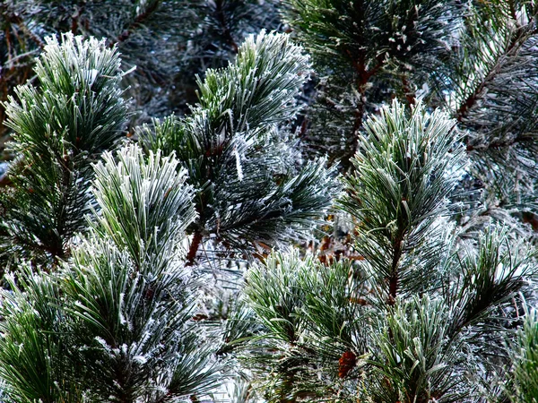 Winter Detail Evergreen Tree — Stock Photo, Image