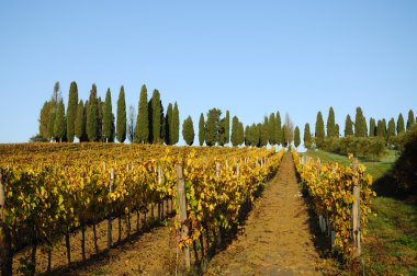 Vineyard in Chiantishire clipart