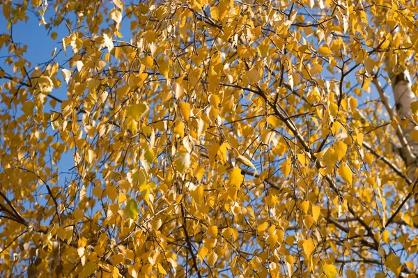 Jesienne liście brzozy — Zdjęcie stockowe