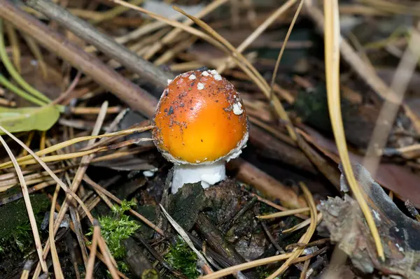 Amanita