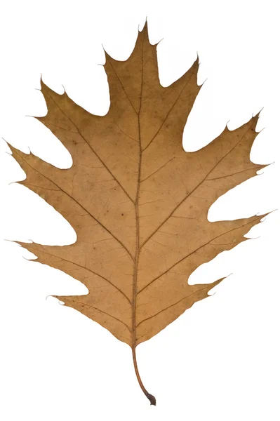 Yellow autumn leaf — Stock Photo, Image