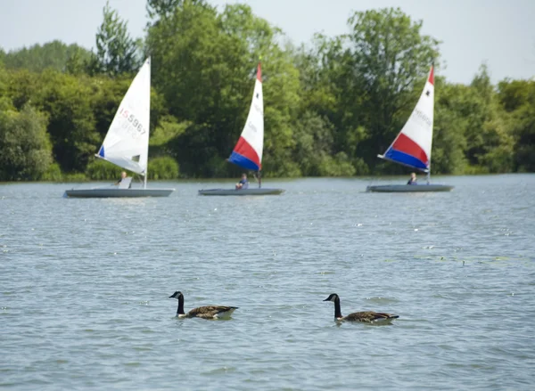 stock image Sailing dingy's