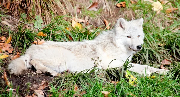 Joven lobo ártico acostado en un día de otoño — Foto de Stock