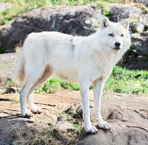 Молодой арктический волк стоит на скалах — стоковое фото