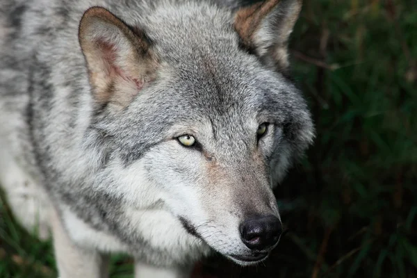 Close-up van de grijze wolf — Stockfoto