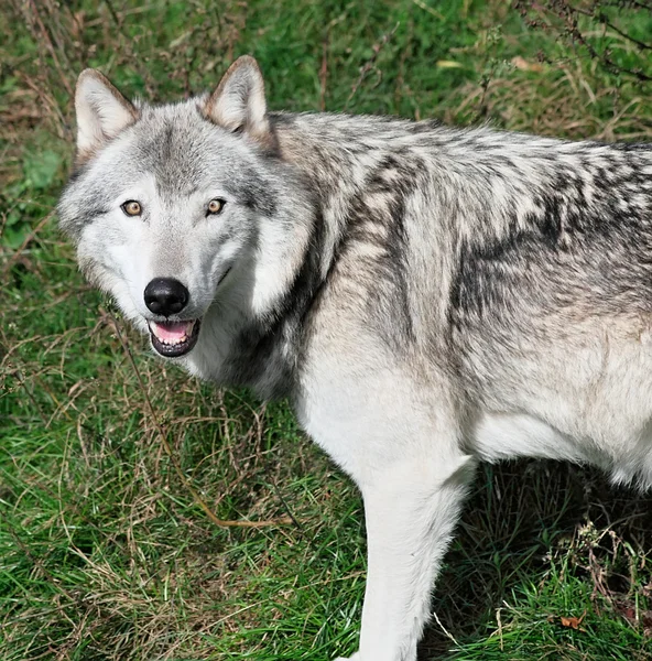 Gray Wolf — Stock Photo, Image