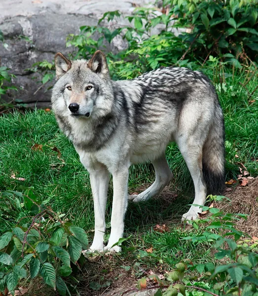 Серый волк — стоковое фото