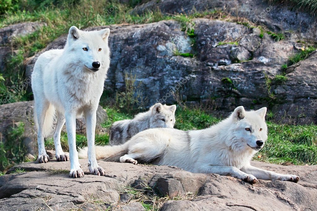Family of Arctic Wolves Stock Photo by ©cybernesco 3998948