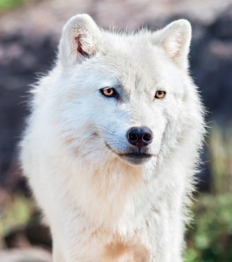 Young Arctic Wolf Close-Up clipart