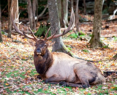 Elk Resting on a Fall Day clipart