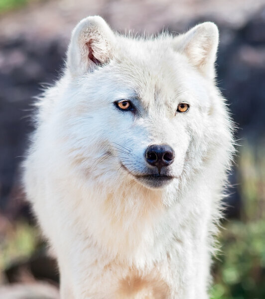 This is a close-up of a young arctic wolf.