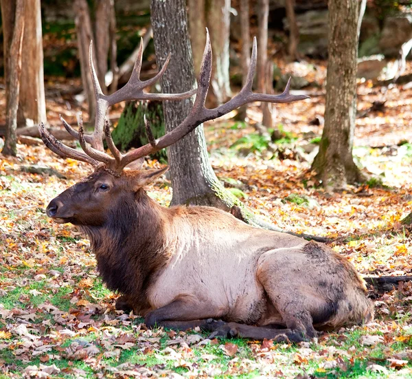 Egy őszi napon pihen Elk — Stock Fotó