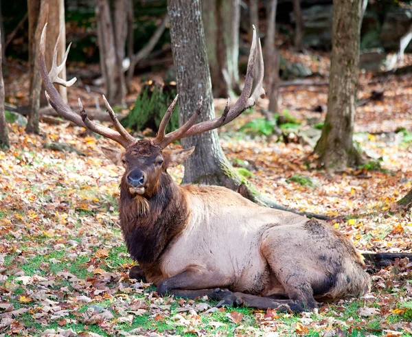 Elk Descansando en un Día de Otoño —  Fotos de Stock