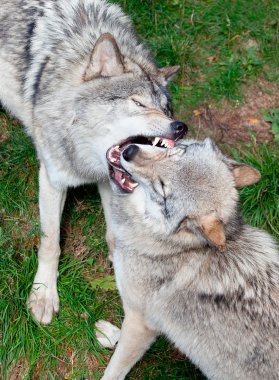 Gray Wolves Fighting clipart