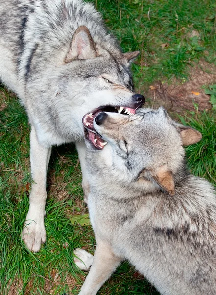 Lobos grises luchando — Foto de Stock