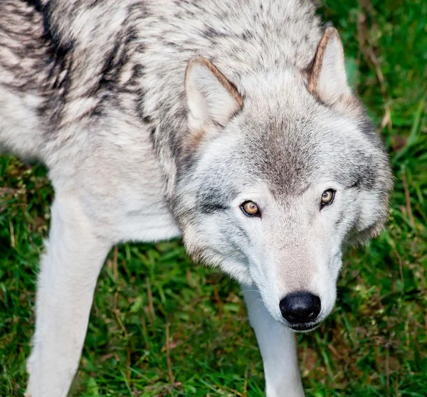 Grijze wolf op zoek naar jou — Stockfoto