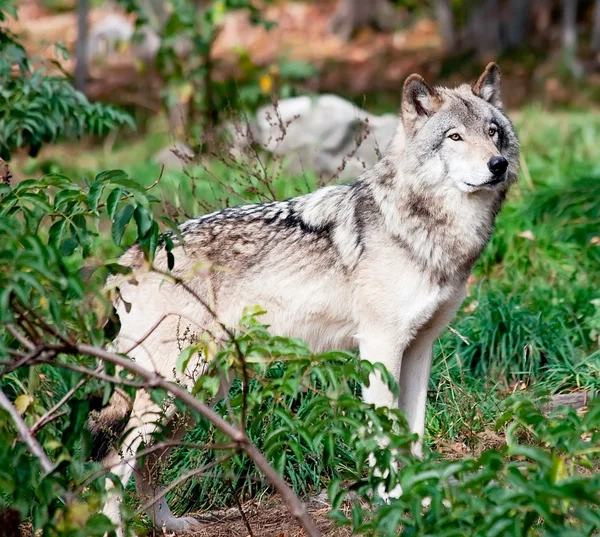 Lobo gris —  Fotos de Stock