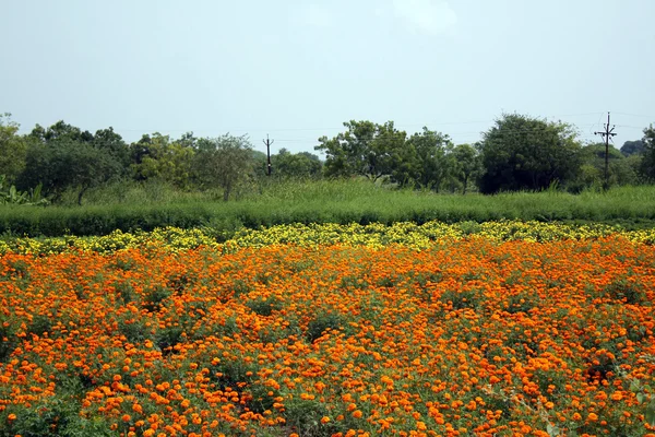 Marigold Farm — Stock Photo, Image