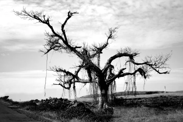The Lone Tree — Stock Photo, Image