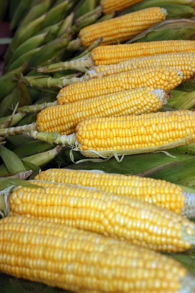 stock image Corncobs