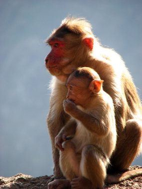 Bir bebek maymun olan bir anne maymun.
