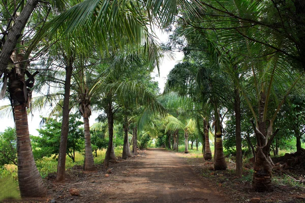 Rural Tropical Road — Stock Photo, Image