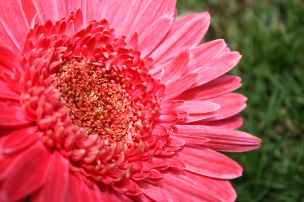 Flower Background — Stock Photo, Image