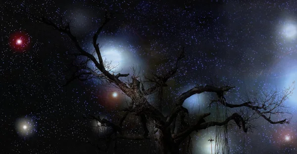 Geheimnisvoller Baum in der Nacht — Stockfoto
