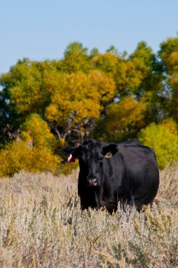 Black Angus cow standing in a sagebrush field clipart