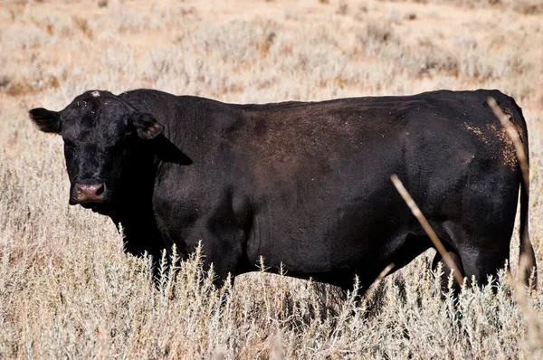 Angus bull standing in young sagebrush. — Stock Photo, Image