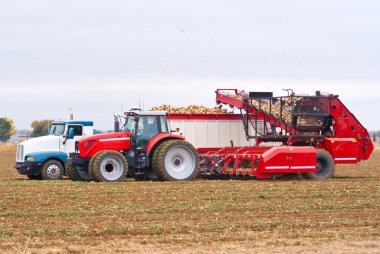 Sugar beet harvest clipart