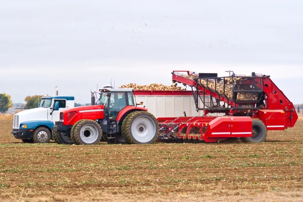 stock image Sugar beet harvest