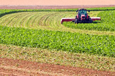 Farmer cutting beet tops clipart