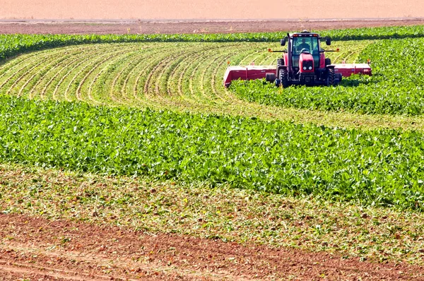 Farmer cutting beet tops — Stock Photo, Image