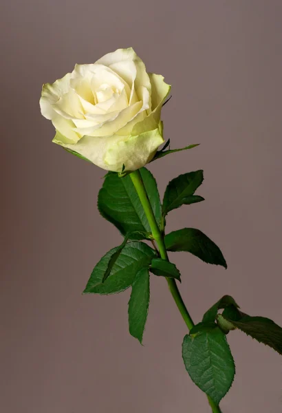 Rosa branca sobre fundo cinza — Fotografia de Stock