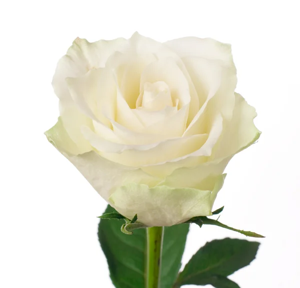 Rosa branca isolado no fundo branco — Fotografia de Stock