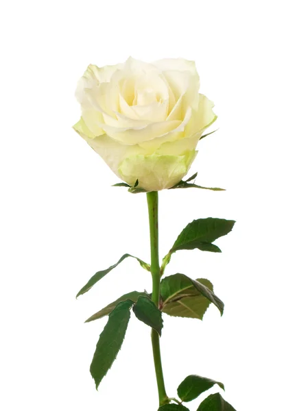 Rosa branca isolado no fundo branco — Fotografia de Stock